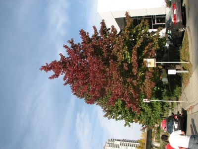IMG_1288.JPG