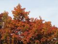 IMG_1284.JPG