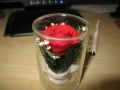 IMG_1545.JPG