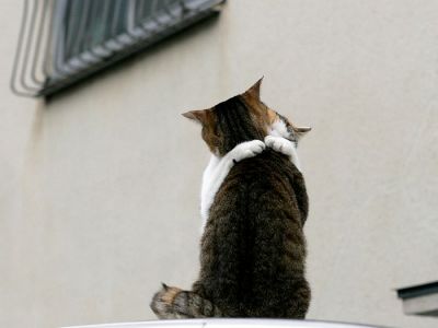 city_cat_20d-005400-nl.jpg