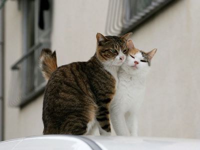 city_cat_20d-005403-nl.jpg