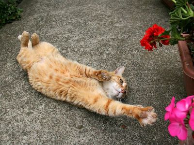 city_cat_20d-010046X.jpg