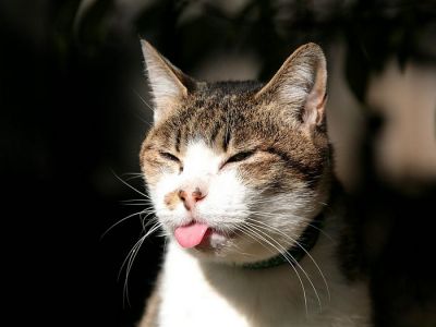 city_cat_5da-005012-x.jpg