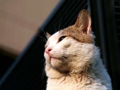 city_cat_5db-007306-nl.jpg