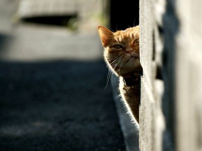 city_cat_999v7354X.jpg
