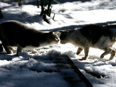 city_cat_ds2-001556X.jpg