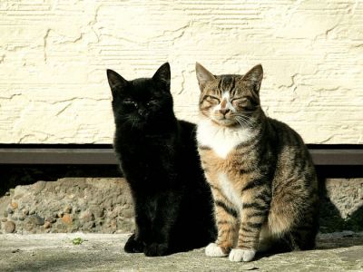 city_cat_dsa04-000947X.jpg