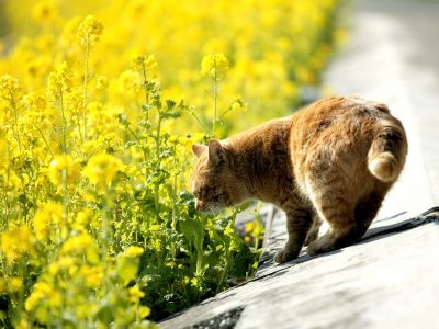 city_cat_dsa04-001462X.jpg