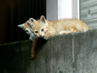 city_cat_dsa04-010651X.jpg
