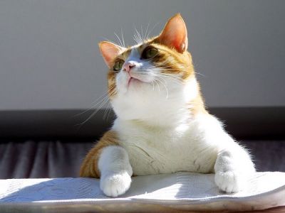 city_cat_img_4625-x.jpg