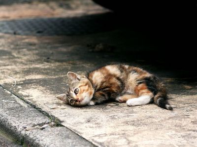 city_cat_kdn-002624-nl.jpg