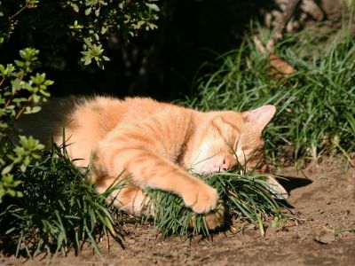 city_homeless_cat_5db-000411-x.jpg
