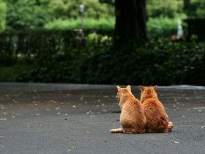 homeless_cat_00kdn-000729-x.jpg
