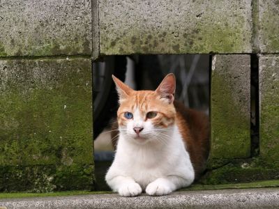 homeless_cat_00kdn-002263-x.jpg