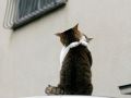 city_cat_20d-005400-nl.jpg
