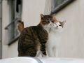 city_cat_20d-005403-nl.jpg