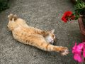 city_cat_20d-010046X.jpg