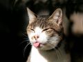 city_cat_5da-005012-x.jpg