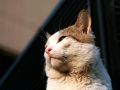 city_cat_5db-007306-nl.jpg