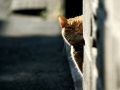 city_cat_999v7354X.jpg