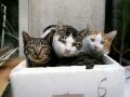 city_cat_ds2-000814X.jpg
