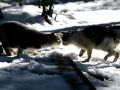 city_cat_ds2-001556X.jpg