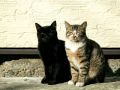 city_cat_dsa04-000947X.jpg