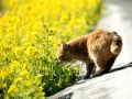 city_cat_dsa04-001462X.jpg
