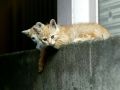 city_cat_dsa04-010651X.jpg