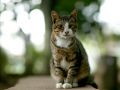 city_cat_dsa04-014543X.jpg