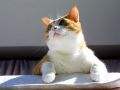 city_cat_img_4625-x.jpg
