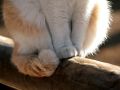city_cat_img_7670-x.jpg