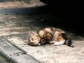 city_cat_kdn-002624-nl.jpg