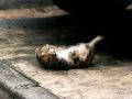 city_cat_kdn-002628-nl.jpg