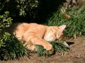 city_homeless_cat_5db-000411-x.jpg