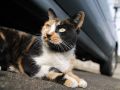 city_homeless_cat_993v3196-x.jpg