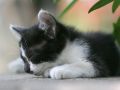 city_homeless_cat_kdns-005461-x.jpg