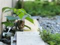 city_homeless_cat_kdns-008830-x.jpg