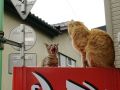 homeless_cat_00e3-001994-x.jpg
