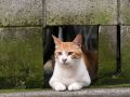 Filename=homeless_cat_00kdn-002263-x.jpg
Filesize=323KiB
Dimensions=1024x768
Date added=Sep 29, 2009 homeless_cat_00kdn-002263-x.jpg