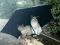 homeless_cat_3c1b0177-x.jpg
