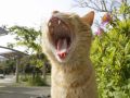 homeless_cat_3c1b3724-x.jpg
