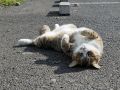 Filename=homeless_cat_dsa04-004490-x.jpg
Filesize=129KiB
Dimensions=700x525
Date added=Sep 29, 2009 homeless_cat_dsa04-004490-x.jpg