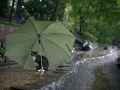 Filename=homeless_cat_dsa04-019458-b-x.jpg
Filesize=81KiB
Dimensions=700x525
Date added=Sep 29, 2009 homeless_cat_dsa04-019458-b-x.jpg