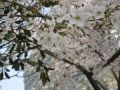 IMG_0233.JPG