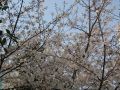IMG_0250.JPG