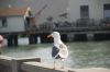 DSC_0016_resize.jpg