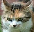 kitten.jpg