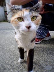 neko3.jpg
