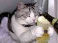 Filename=1177920261093.jpg
Filesize=4KiB
Dimensions=250x187
Date added=Jun 01, 2007 1177920261093.jpg